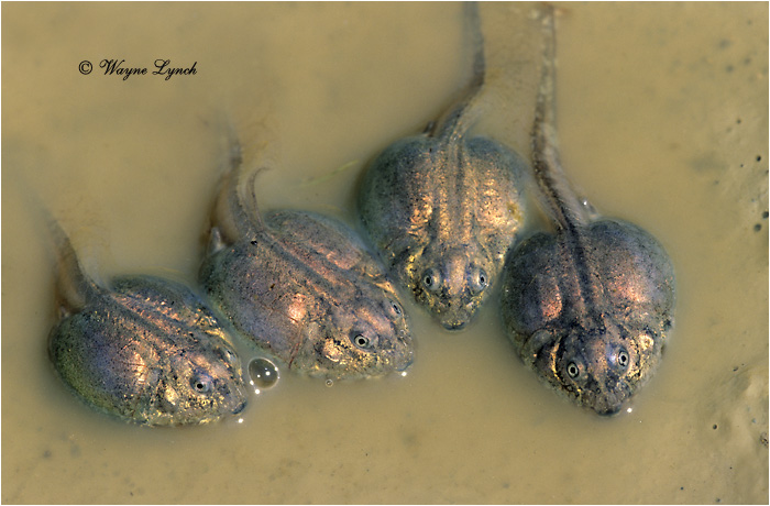 Plains Spadefoot Toad Tadpoles 101 by Dr. Wayne Lynch &copy;